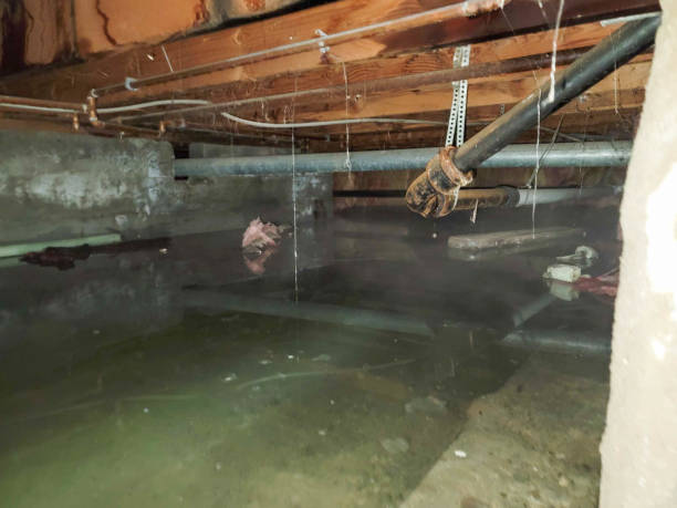 Best Mold removal after water damage  in Tamarac, FL